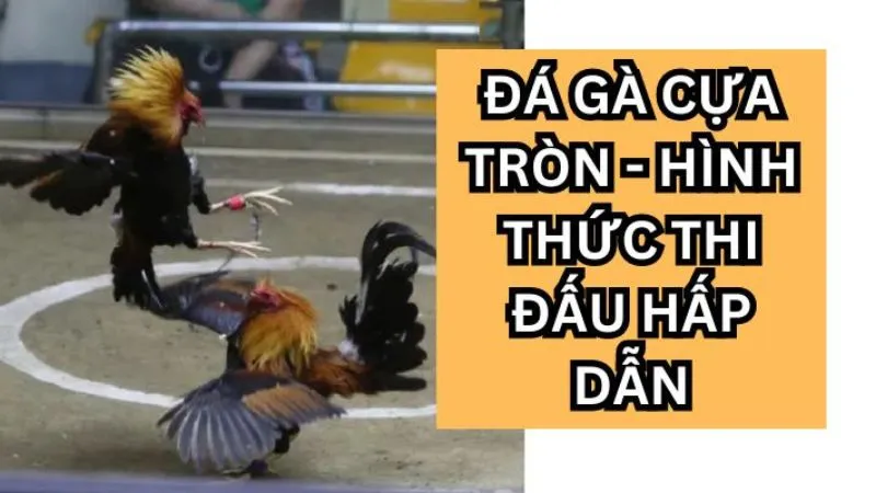 da-ga-cua-tron