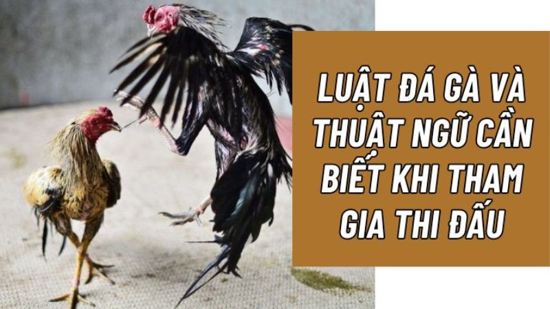 luat-da-ga-va-thuat-ngu