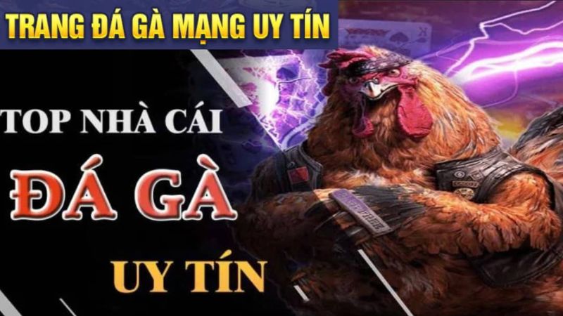 top5-trang-da-ga